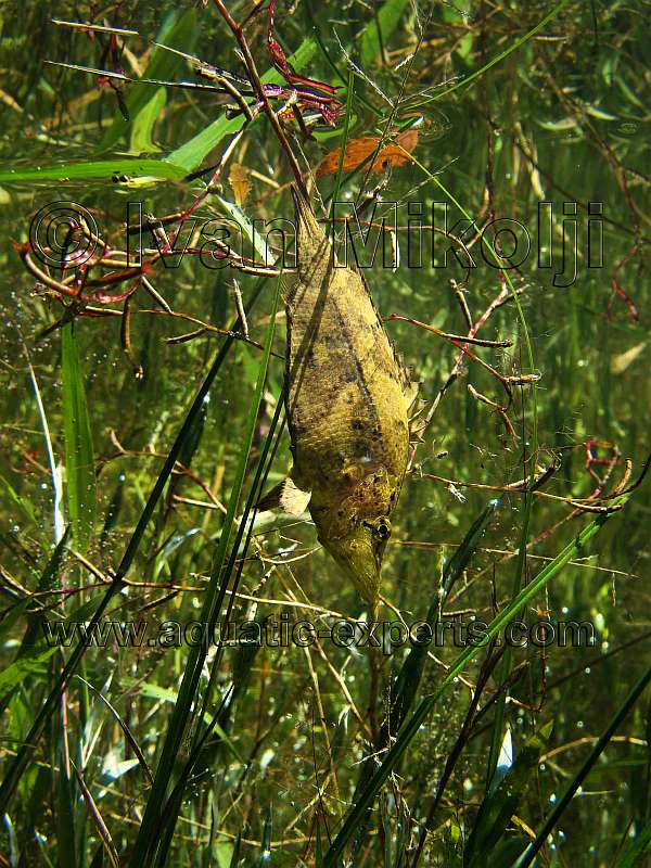 Monocirrhus polyacanthus 7